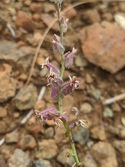 Streptanthus brachiatus