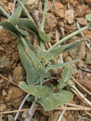 Streptanthus brachiatus