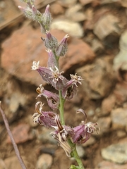 Streptanthus brachiatus
