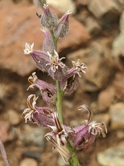Streptanthus brachiatus