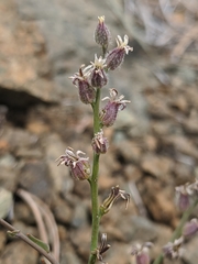 Streptanthus brachiatus