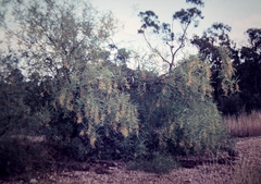Acacia macradenia