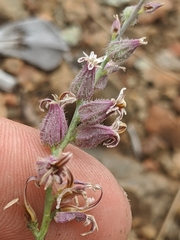 Streptanthus brachiatus