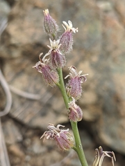 Streptanthus brachiatus