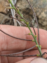 Streptanthus brachiatus