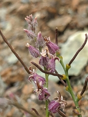 Streptanthus brachiatus