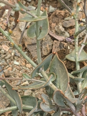 Streptanthus brachiatus