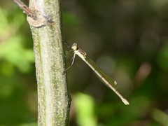 Lestes inaequalis