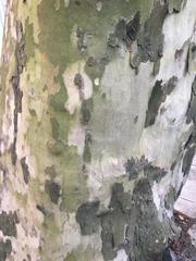 Platanus × hispanica