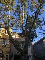Platanus × hispanica