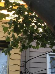 Platanus × hispanica