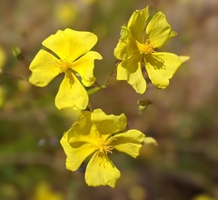 Crocanthemum aldersonii