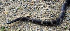 Elaphe schrenckii