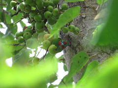 Cyclopsitta diophthalma