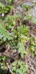 Hosackia crassifolia