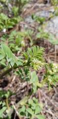Hosackia crassifolia