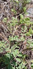 Hosackia crassifolia