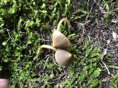 Entoloma holoconiotum