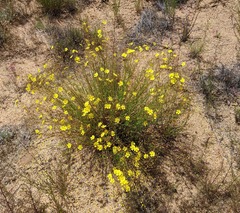 Crocanthemum aldersonii