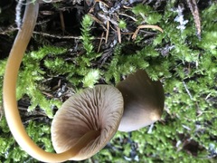 Entoloma holoconiotum