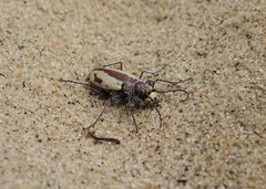 Cicindela limbata