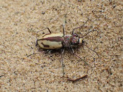Cicindela limbata