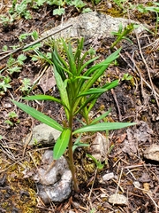 Lithospermum multiflorum
