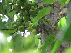 Cyclopsitta diophthalma