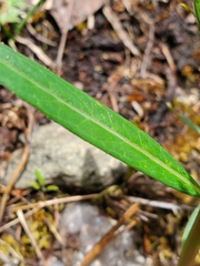 Lithospermum multiflorum