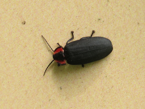 Photinus californicus