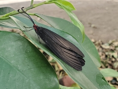 Histia flabellicornis