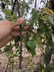 Prunus serotina capuli