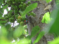 Cyclopsitta diophthalma