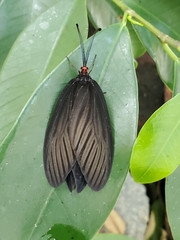 Histia flabellicornis