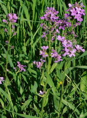 Hesperis matronalis