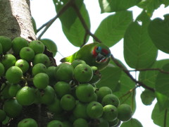 Cyclopsitta diophthalma