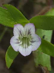 Gratiola ebracteata