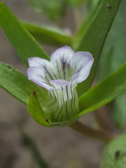 Gratiola ebracteata