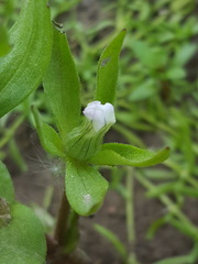 Gratiola ebracteata