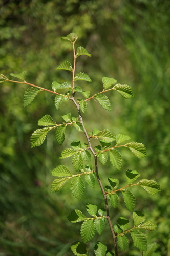 Eastern Hornbeam