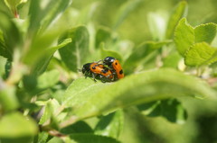 Clytra