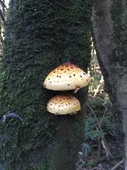 Pholiota glutinosa