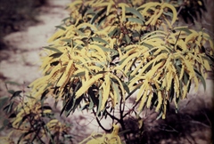 Acacia trinervata