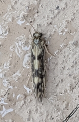 Agraylea multipunctata