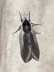 Sphinx drupiferarum