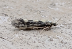 Agraylea multipunctata