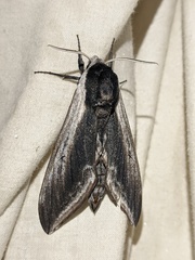 Sphinx drupiferarum