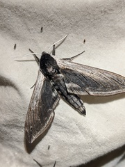 Sphinx drupiferarum