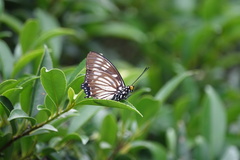 Euripus nyctelius