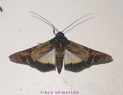 Nagara